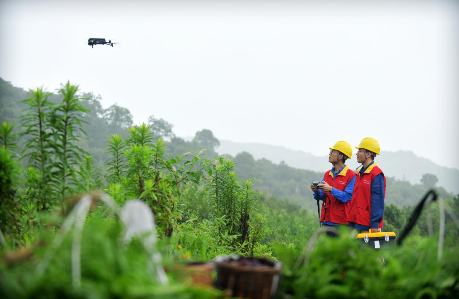 國網余姚市供電公司:澎湃電力讓楊梅下樹就“奔跑”